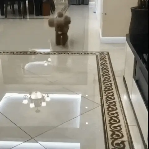 lanceur-de-balle-pour-chien-intérieur